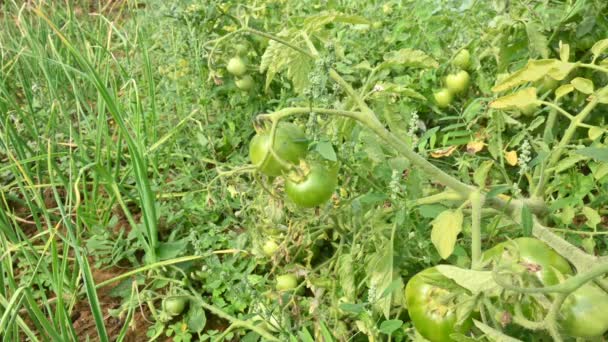 Tomate Verte Dans Plante Tomates Vertes Non Mûres Sur Les — Video