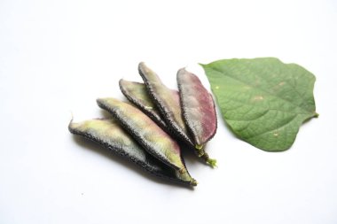 Laboratuvar Purpureus sebzesi. Fabaceae familyasından bir fasulye türüdür. Diğer isimleri labrador fasulyesi, bonavist bezelye, dolichos fasülyesi, seim, labrador, mısır fasulyesi, Hindistan fasulyesi..