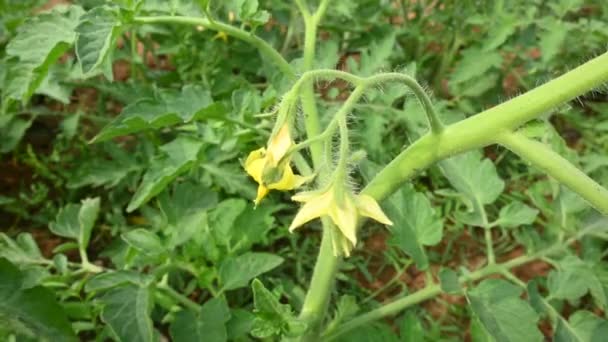 Fleur Tomate Fleurs Tomates Jaunes Dans Jardin Bio Plante Tomate — Video