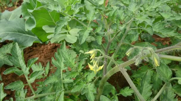 Fleur Tomate Fleurs Tomates Jaunes Dans Jardin Bio Plante Tomate — Video