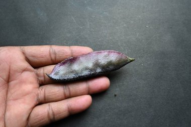 Laboratuvar Purpureus bitkisi, siyah arka planda. Diğer isimleri labrador fasulyesi, bonavist bezelye, dolichos fasülyesi, seim, labrador, mısır fasulyesi, Hindistan fasulyesi.. 