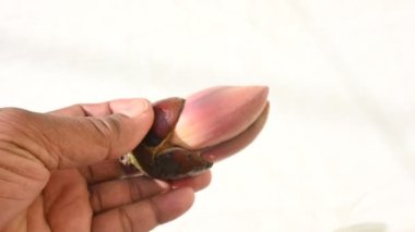 Kırmızı pamuk ağacı çiçeği. Bombax ceiba, Bombax cinsindeki diğer ağaçlar gibi yaygın olarak ascotton ağacı olarak bilinir. Diğer isimler kırmızı ipek pamuk çiçeği, kırmızı pamuk ağacı, ipek pamuk çiçeği ve kapok..