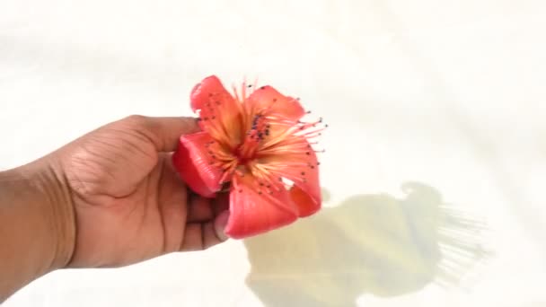 Vörös Pamutfa Virág Bombax Ceiba Csakúgy Mint Bombax Nemzetség Többi — Stock videók