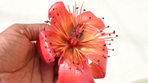 Květina Červené Bavlny Bombax Ceiba Stejně Jako Ostatní Stromy Rodu — Stock video