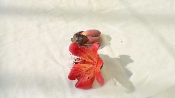 Rote Baumwollblüte Bombax Ceiba Wie Andere Bäume Der Gattung Bombax — Stockvideo