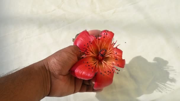 Květina Červené Bavlny Bombax Ceiba Jako Ostatní Stromy Rodu Bombax — Stock video