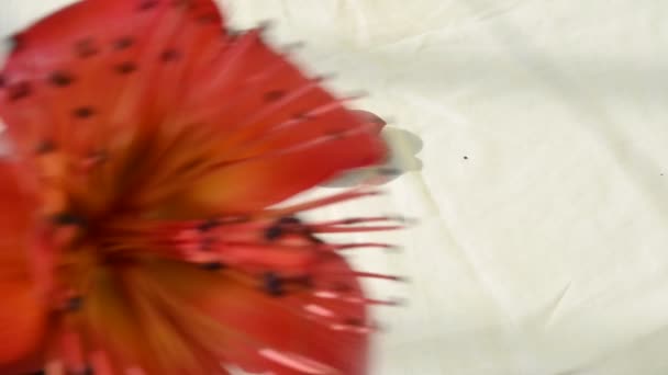 Fiore Cotone Rosso Bombax Ceiba Come Altri Alberi Del Genere — Video Stock