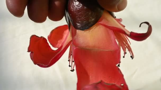 Fiore Cotone Rosso Bombax Ceiba Come Altri Alberi Del Genere — Video Stock