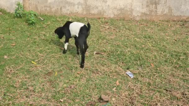 Des Enfants Chèvre Chèvre Des Bébés Chèvres Bengale Noir Est — Video