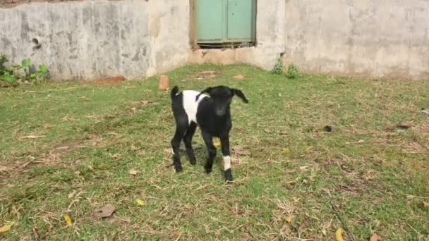 Filhos Cabras Cabras Cabras Bebés Bengala Negra Animal Estimação Mais — Vídeo de Stock