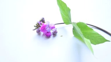 Laboratuvar purpureus çiçekleri. Fabaceae familyasından bir fasulye türüdür. Diğer adları şablon, bonavist bezelye, doliçya fasulyesi, seim, labrador, Mısır böbreği, Hint fasulyesi..