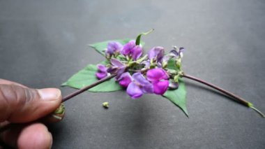 Laboratuvar purpureus çiçekleri. Fabaceae familyasından bir fasulye türüdür. Diğer adları şablon, bonavist bezelye, doliçya fasulyesi, seim, labrador, Mısır böbreği, Hint fasulyesi..
