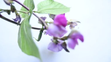 Laboratuvar purpureus çiçekleri. Fabaceae familyasından bir fasulye türüdür. Diğer adları şablon, bonavist bezelye, doliçya fasulyesi, seim, labrador, Mısır böbreği, Hint fasulyesi..