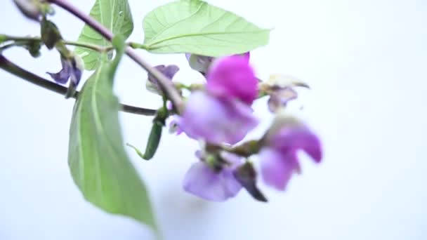 ラボの純粋な花 それはファミリーファブリックのビタミンの種です その他の名前は デュラボラブ ボナビストビーンエンドウ豆 デュルディコス豆 ラブラボ エジプトの腎臓 インドの豆 — ストック動画