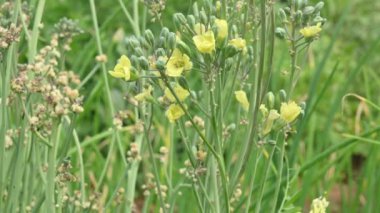 Karnabahar çekirdeği çiçeği. Karnabahar beyaz çiçek. Karnabahar çiçeklenme aşamasında. Sarı karnabahar çiçeği. sebze çiçeği.