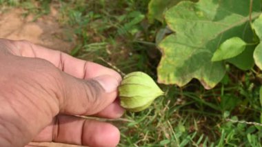 Physalis angulata çiçekleri. Solanaceae, itüzümü familyasına ait her yıl yetişen bir bitki türü. Çiçekler beş kenarlı ve soluk sarı. # Sarı turuncu meyveler içinde #.