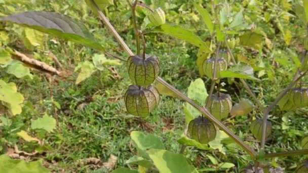Άνθη Physalis Angulata Είναι Ένα Εύθετο Ποώδες Ετήσιο Φυτό Που — Αρχείο Βίντεο