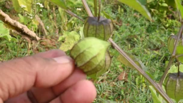 Physalis Angulata Fleurs Est Une Plante Herbacée Annuelle Dressée Appartenant — Video