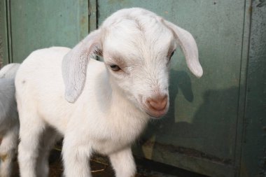 Yavru keçi ya da keçi çocuklar. Siyah Bengal keçileri. Dünyanın en popüler evcil hayvanıdır. Et ve süt için yetiştirilir. Memelilerin çiftlik hayvanları. Sığırlar.