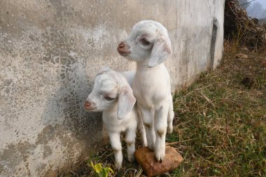 Yavru keçi ya da keçi çocuklar. Siyah Bengal keçileri. Dünyanın en popüler evcil hayvanıdır. Et ve süt için yetiştirilir. Memelilerin çiftlik hayvanları. Sığırlar.