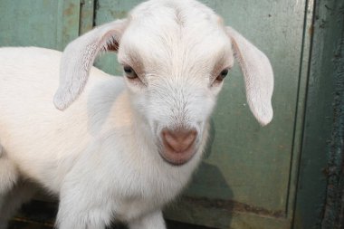 Yavru keçi ya da keçi çocuklar. Siyah Bengal keçileri. Dünyanın en popüler evcil hayvanıdır. Et ve süt için yetiştirilir. Memelilerin çiftlik hayvanları. Sığırlar.