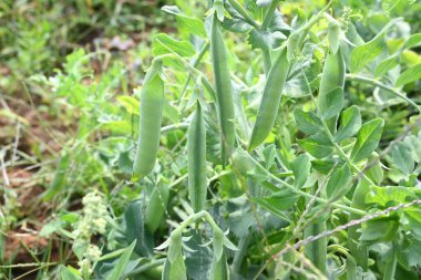 Bitkilerin içinde yeşil bezelye kabuğu. İçinde bir sürü vitamin ve mineral var. Bezelye genellikle küçük bir kürenin tohumu olur. Dünyanın en popüler sebzesi. sebze bahçesi.