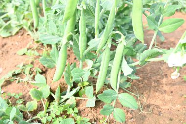 Bitkilerin içinde yeşil bezelye kabuğu. İçinde bir sürü vitamin ve mineral var. Bezelye genellikle küçük bir kürenin tohumu olur. Dünyanın en popüler sebzesi. sebze bahçesi.