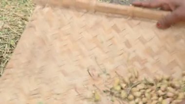 Çiftçi tarlada nohut kabuğu açıyor. Çiftçi tarlasını işliyor ve temizliyor. Hindistan 'da geleneksel tarım çalışmaları.