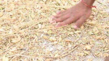 Çiftçi tarlada nohut kabuğu açıyor. Çiftçi tarlasını işliyor ve temizliyor. Hindistan 'da geleneksel tarım çalışmaları.