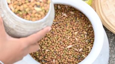 Çiftçi tarlada nohut kabuğu açıyor. Çiftçi tarlasını işliyor ve temizliyor. Hindistan 'da geleneksel tarım çalışmaları.