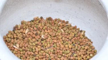 Çiftçi tarlada nohut kabuğu açıyor. Çiftçi tarlasını işliyor ve temizliyor. Hindistan 'da geleneksel tarım çalışmaları.