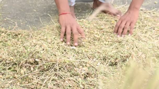 Farmer Apre Baccello Ceci Nel Campo Contadino Sta Elaborando Pulendo — Video Stock