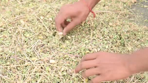 Çiftçi Tarlada Nohut Kabuğu Açıyor Çiftçi Tarlasını Işliyor Temizliyor Hindistan — Stok video