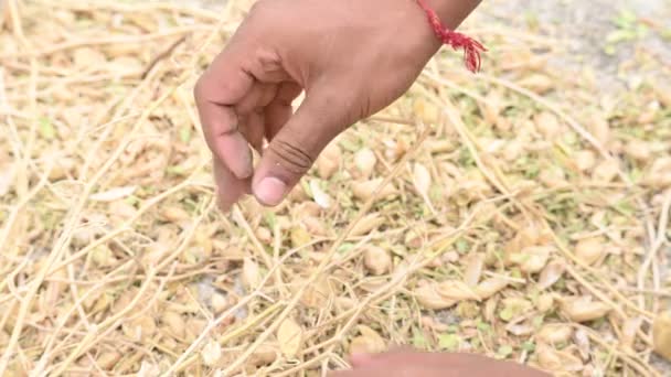 Granjero Abre Vaina Garbanzos Campo Agricultor Está Procesando Limpiando Cultivo — Vídeos de Stock