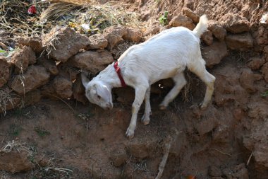 Yavru keçi ya da keçi çocuklar. Siyah Bengal keçileri. Dünyanın en popüler evcil hayvanıdır. Et ve süt için yetiştirilir. Memelilerin çiftlik hayvanları. Sığırlar.
