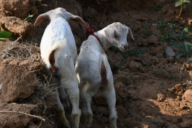 Yavru keçi ya da keçi çocuklar. Siyah Bengal keçileri. Dünyanın en popüler evcil hayvanıdır. Et ve süt için yetiştirilir. Memelilerin çiftlik hayvanları. Sığırlar.