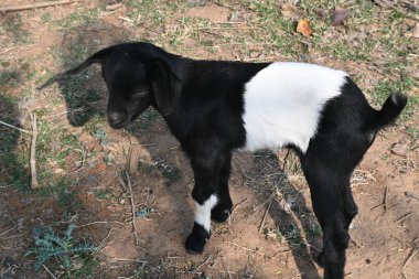 Yavru keçi ya da keçi çocuklar. Siyah Bengal keçileri. Dünyanın en popüler evcil hayvanıdır. Et ve süt için yetiştirilir. Memelilerin çiftlik hayvanları. Sığırlar.