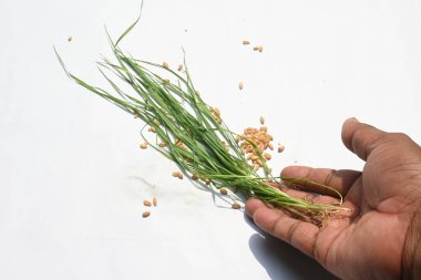Beyaz arka planda buğday çimi. Bu meyve suyunun hazırlandığı buğday çimi. Bu meyve suyu sağlık için iyidir. Taze buğday yaprakları.