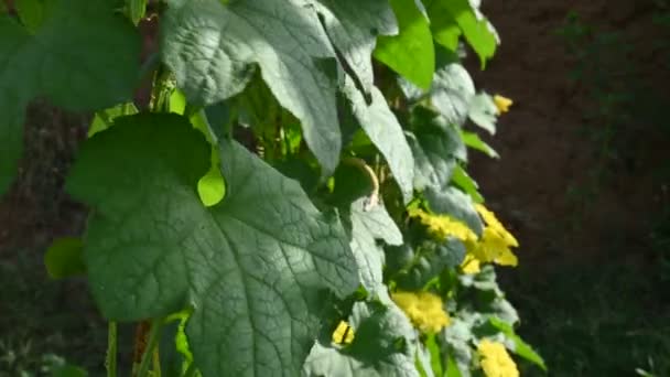 Sponge Gourd Plant Vines Its Other Names Luffa Cylindrica Thesponge — Stock Video