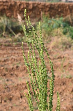 Bitkide ıspanak tohumu. İnsanlar için besleyici bir diyet. En çok yeşilliklerde tercih edilir. İçinde birçok vitamin bulunur.. 