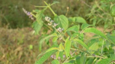 Vitex negundo çiçeği. Başka bir isim, Çin iffet ağacı, beş yapraklı iffet ağacı, at nalı viteksi, nisinda ve Nirgundi. Büyük bir çalı çırpısı. Bu bir Ayurvedic ilacı..