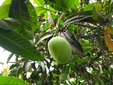 Ağaçta asılı mango. Ağaçta çiğ mango. Mango popüler bir meyvedir. Ona meyvelerin kralı deniyor. Turşusu çok lezzetli. Sebzeler de ondan yapılabilir. Yeşil Mangolar. 