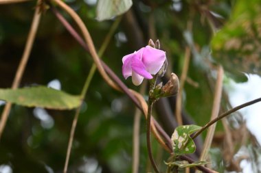 Laboratuvar purpureus çiçekleri. Fabaceae familyasından bir fasulye türüdür. Diğer adları şablon, bonavist bezelye, doliçya fasulyesi, seim, labrador, Mısır böbreği, Hint fasulyesi..