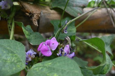 Laboratuvar purpureus çiçekleri. Fabaceae familyasından bir fasulye türüdür. Diğer adları şablon, bonavist bezelye, doliçya fasulyesi, seim, labrador, Mısır böbreği, Hint fasulyesi..