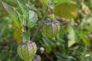 Physalis angulata çiçekleri. Solanaceae, itüzümü familyasına ait her yıl yetişen bir bitki türü. Çiçekler beş kenarlı ve soluk sarı. # Sarı turuncu meyveler içinde #.