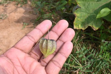 Physalis angulata çiçekleri. Solanaceae, itüzümü familyasına ait her yıl yetişen bir bitki türü. Çiçekler beş kenarlı ve soluk sarı. # Sarı turuncu meyveler içinde #.