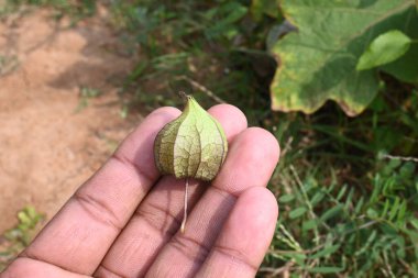Physalis angulata çiçekleri. Solanaceae, itüzümü familyasına ait her yıl yetişen bir bitki türü. Çiçekler beş kenarlı ve soluk sarı. # Sarı turuncu meyveler içinde #.