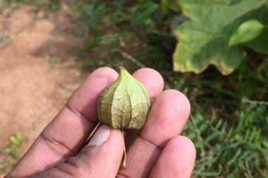 Physalis angulata çiçekleri. Solanaceae, itüzümü familyasına ait her yıl yetişen bir bitki türü. Çiçekler beş kenarlı ve soluk sarı. # Sarı turuncu meyveler içinde #.