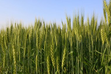 Buğday bitkisi kulakları. Yeşil buğday tarlasının panoramik manzarası güneşli bir gün. Rüzgarda sallanan yeşil buğday tarlası. Yeşil arazinin güzel manzarası.