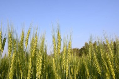Buğday bitkisi kulakları. Yeşil buğday tarlasının panoramik manzarası güneşli bir gün. Rüzgarda sallanan yeşil buğday tarlası. Yeşil arazinin güzel manzarası.